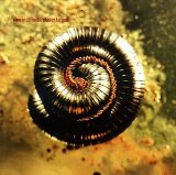 Nine Inch Nails - Pretty hate machine