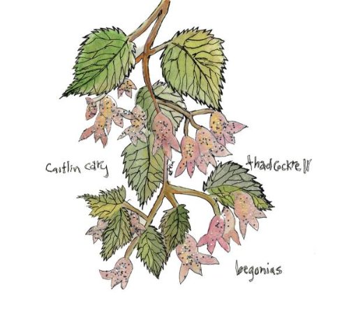  - Begonias