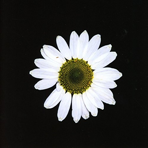 Black Dog , The - Black Daisy Wheel