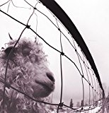 Pearl Jam   - Ten (Vinyl)