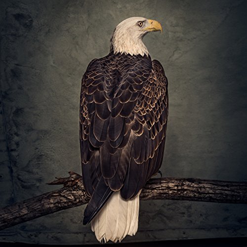 Clutch - Book Of Bad Decisions (2LP) [Vinyl LP]