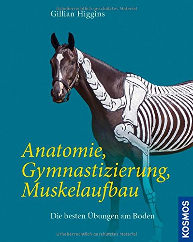 - Anatomie, Gymnastizierung, Muskelaufbau: Die besten Übungen am Boden