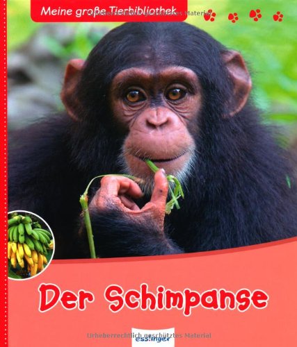 - Der Schimpanse