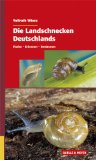  - Grabwespen: Illustrierter Katalog der einheimischen Arten
