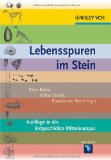  - Fossilien präparieren: Schritt für Schritt