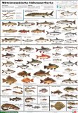  - Welcher Fisch ist das?: Die Süßwasserfische Mitteleuropas: Die Süsswasserfische Mitteleuropas