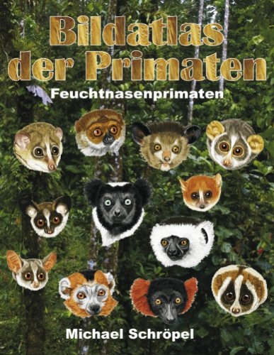 - Bildatlas der Primaten: Feuchtnasenprimaten