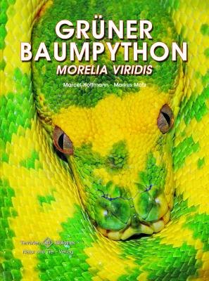  - Grüner Baumpython: Morelia viridis